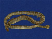 藏品(闊帶青斑海蛇)的圖片